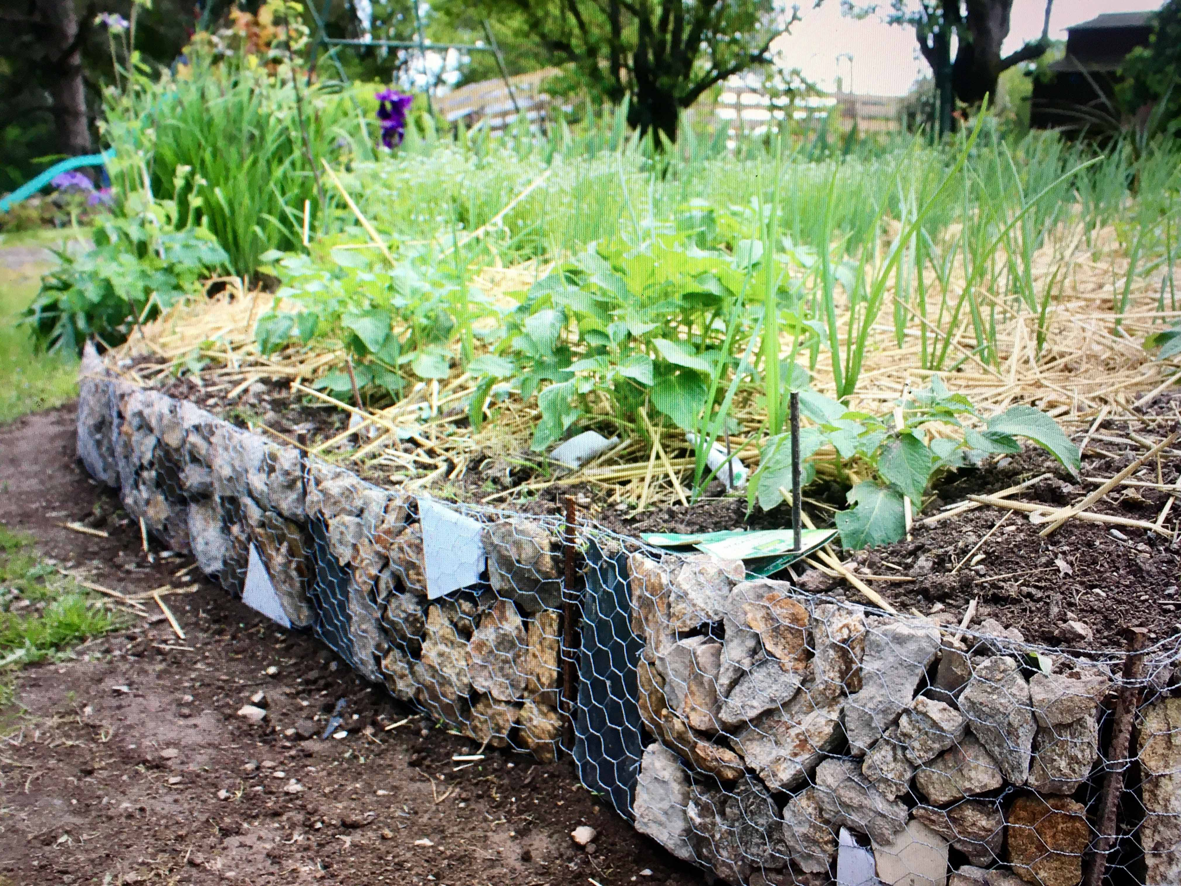 Dynamic Content Image